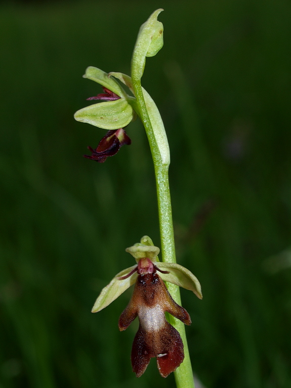 Dal Cadore 3 - Ophrys insectifera